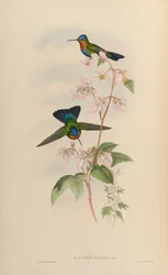 Panterpes